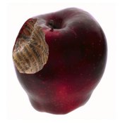 naseema_apple_jul_06